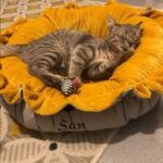 134272448_720293288917233_1837209279627695599_n