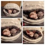 144601834_738981833715045_2544542643780026411_n